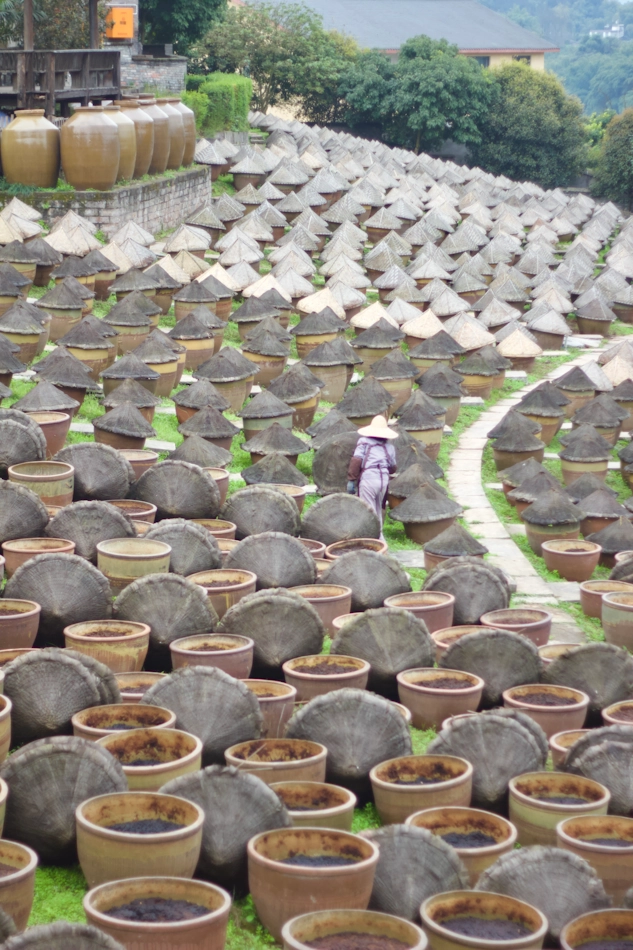 Soy_Sauce_Field