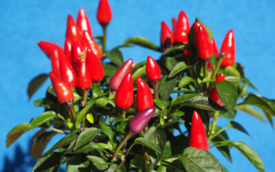 The People Who Decided to Bite into Chili Peppers